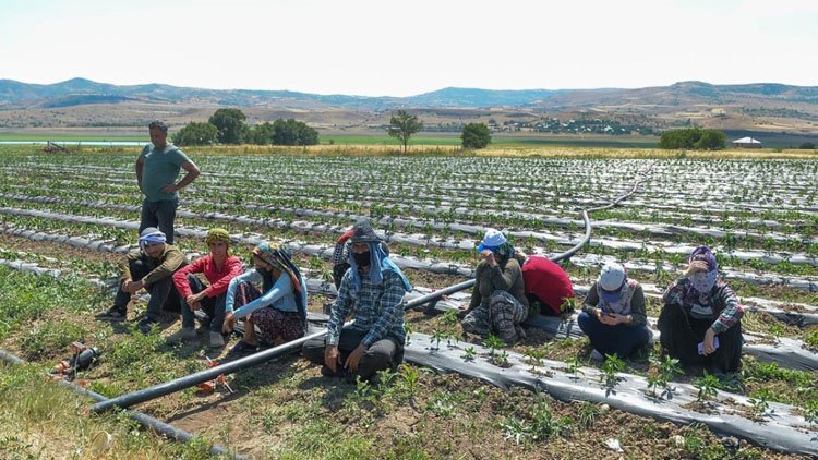 Mevsimlik tarım işçileriyle ilgili yeni düzenleme!