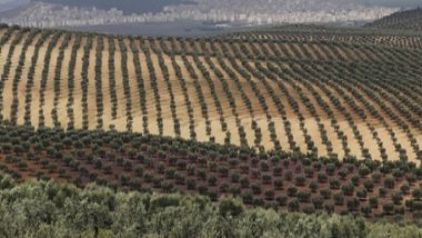 Erbil çevresine yaklaşık 20 bin zeytin ağacı dikilecek
