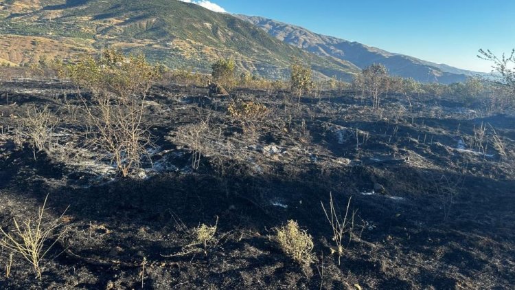 Elazığ’da yangın: 4 yaralı, yüzlerce kayısı ağacı yandı