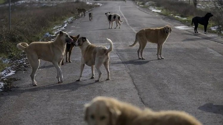 Sokak köpekleri için ‘uyutma’ kararı