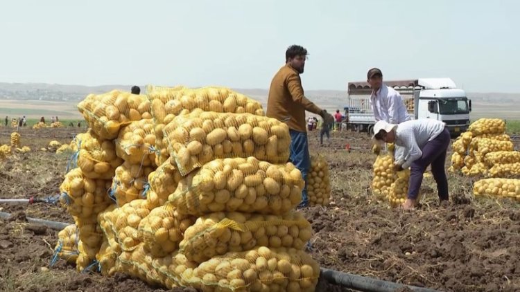 Kürdistan Bölgesi’nden Güney Afrika'ya tonlarca patates ihraç edilecek
