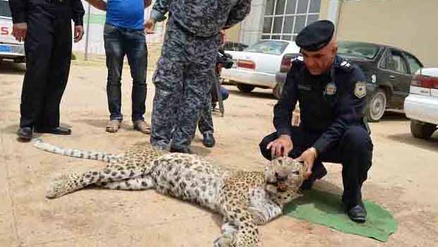 Diyarbakır Leoparından Sonra, Halepçe'de de Jaguar ortaya çıktı