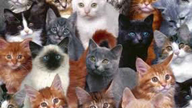 YSK Başkanı Güven: Kedileri topladık, Trafoya Girecek kedi kalmadı!