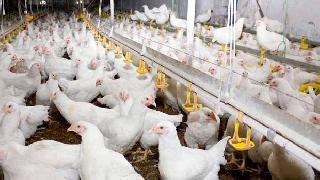Türkiye’den Kürdistan Bölgesi’ne tavuk ve ürünlerinin ihracatı yeniden başlıyor