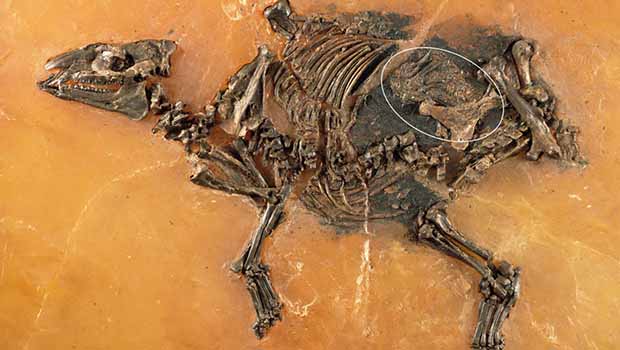 48 milyon yıllık hamile at fosili