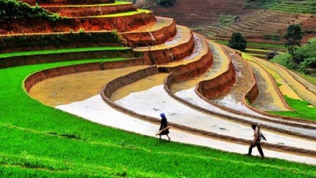 Çin'de 8 bin yıllık pirinç tarlası bulundu