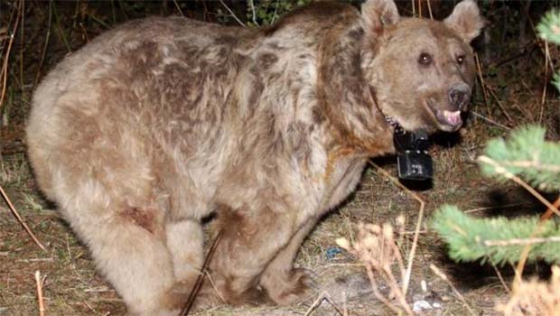 Dünyanın göç eden tek boz ayıları Kuzey Kürdistan'da keşfedildi