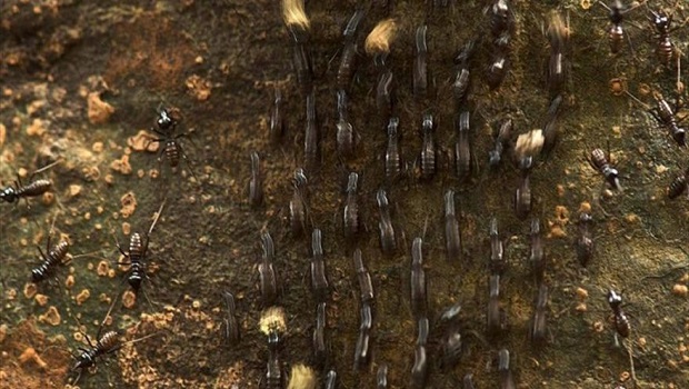 'Küresel istila potansiyeli' taşıyan karınca türü keşfedildi
