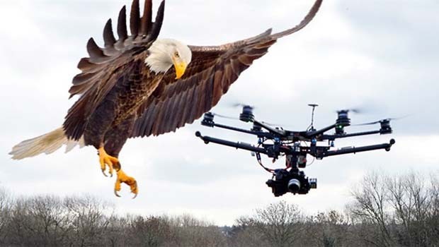 Doğa ve teknolojinin savaşı başlıyor! Kartal drone'a karşı