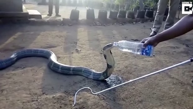 Bu kez yılan, su içerken kimseye dokunmadı