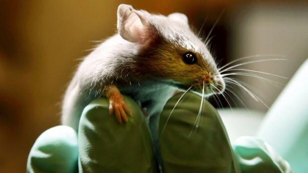 Bilim insanları dünyada ilk kez fare kafası nakli yaptı