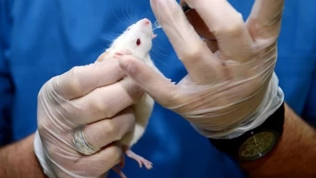 Dünyadaki ilk fare kafası nakli gerçekleştirildi