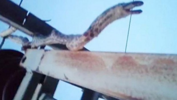 Muş'ta 2 metrelik yılan 12 köyü karanlıkta bıraktı