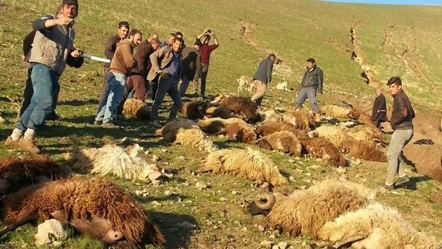 Ağrı'da sele kapılan 70 koyun telef oldu