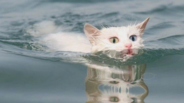 Van kedileri için yüzme havuzu