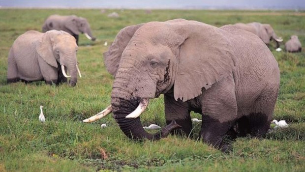 111 bin Afrika fili dişleri için katledildi