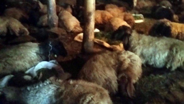 Bitlis'te 200 koyun zehirlenerek telef oldu