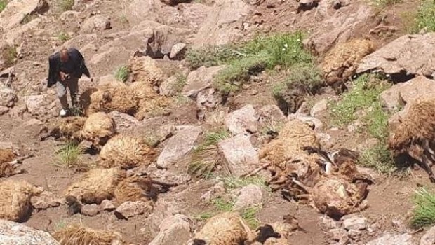 Van'da 500 koyun intihar etti 