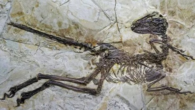 130 milyon yıllık dinozor fosili kalıntıları bulundu 