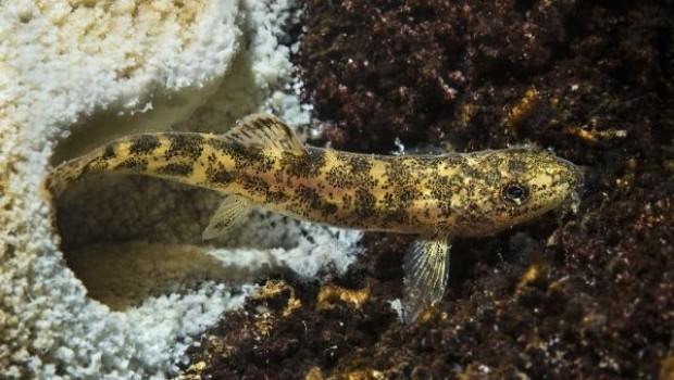 Van Gölü'nde yeni bir balık türü keşfedildi