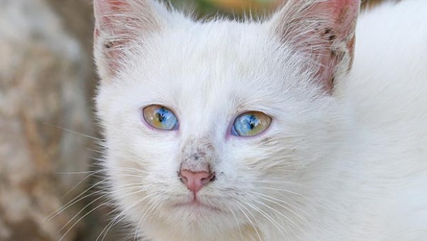 Görenler hayran kalıyor! Van'da gözleri iki renkli olan kedi
