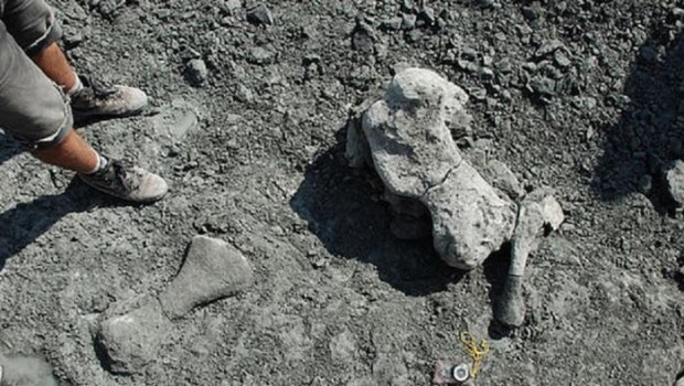 Polonya'da 200 milyon yıllık fosil bulundu
