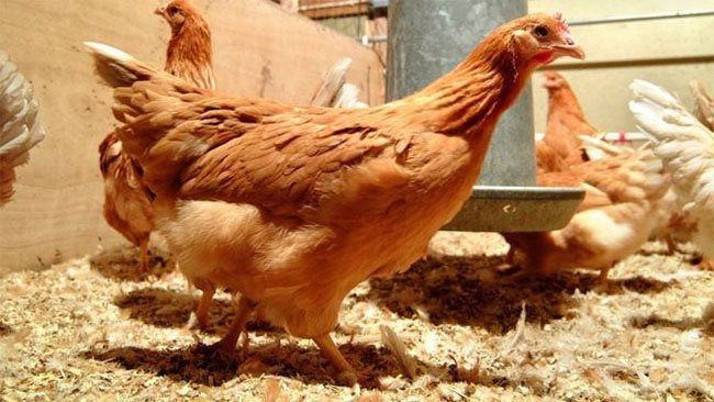 İskoçyalı uzmanlar 'kanser ilaçları yumurtlayan' tavuk yetiştirdi