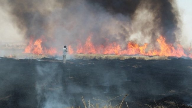 Rojava'da arazi yangınları sürüyor