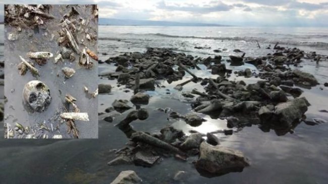 Van Gölü'nde korkunç manzara: Kafatasları ve kemikler kıyıya vurdu