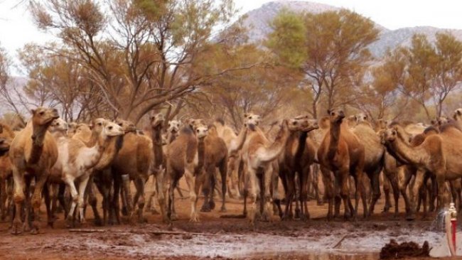 5 bin yabani deve helikopterden açılan ateşle öldürüldü