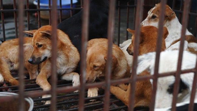 Çin'de kedi ve köpekler için yeni adım