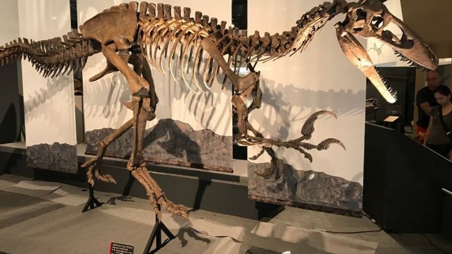 70 milyon yaşında 10 metrelik dinozor fosili bulundu
