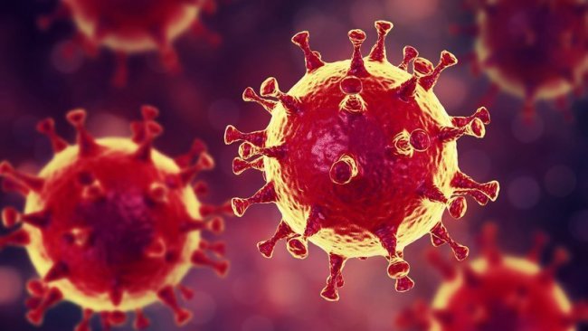 Hollanda'da hayvandan İnsana koronavirüs bulaştı