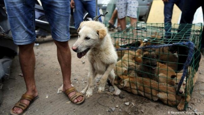 Çin'de köpek eti festivali tepkilere rağmen başladı