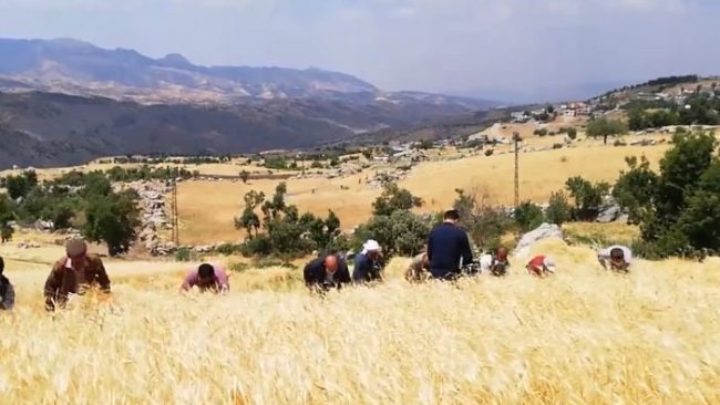 Şırnak'ta HDP ve AK Partili başkanlar Kürtçe şarkı eşliğinde buğday biçti