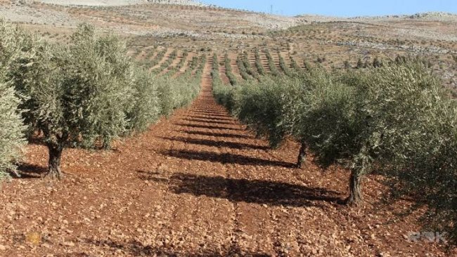 SMO, Efrin’de 1500 zeytin ağacını kesti