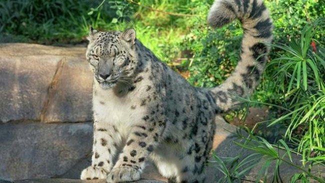 Iğdır'da nesli tükenmekte olan leopar görüntülendi