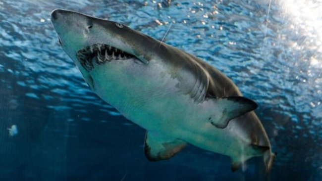 Köpekbalıklarının bağışıklık sistemindeki proteinler koronavirüs ve varyantlarına karşı koruyabilir