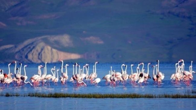 Van'daki Flamingo Alanı için 'kesin koruma' kararı
