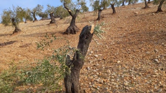  Afrin'de Türkiye destekli gruplar yüzlerce zeytin ağacı kesti
