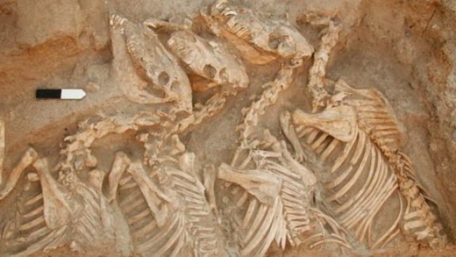 Mezopotamya'nın gizemli hayvanı kunga 'melez' çıktı
