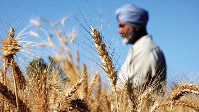 Buğday tedariğinde küresel kriz.Hindistan buğday ihracatını kısmen yasakladı