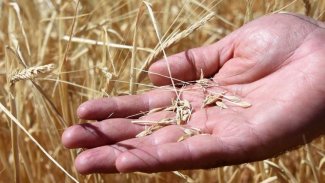 Buğday fiyatları son iki ayın en hızlı yükselişini yaşadı