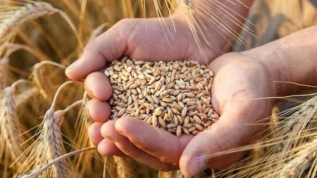 Kürdistan Bölgesi Hükümeti bu yılki buğday taban fiyatlarını belirledi