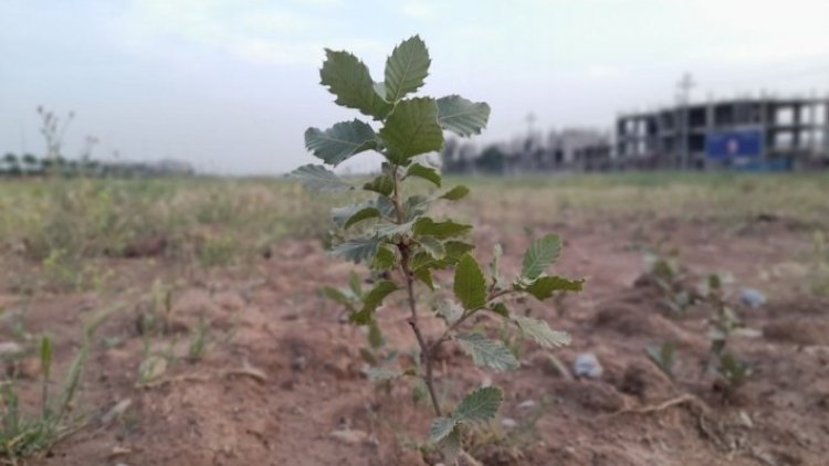 Erbil'e 1 milyon meyve ağacı dikilecek