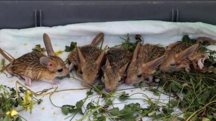 Arap tavşanları Kürt şehirinde görüldü