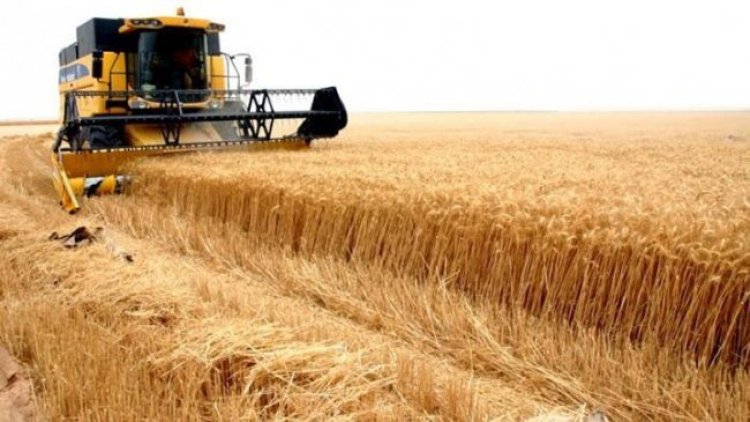 Rojava Özerk yönetimi: Şu ana kadar çiftçiden 270 bin ton buğday alındı