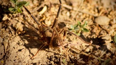 Kürt ilinde et yiyen ‘Sarıkız’ örümceği görüntülendi
