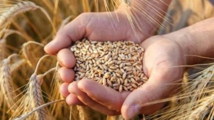 Kürdistan'da şimdiye kadar çiftçilerden 213 bin tondan fazla buğday alındı