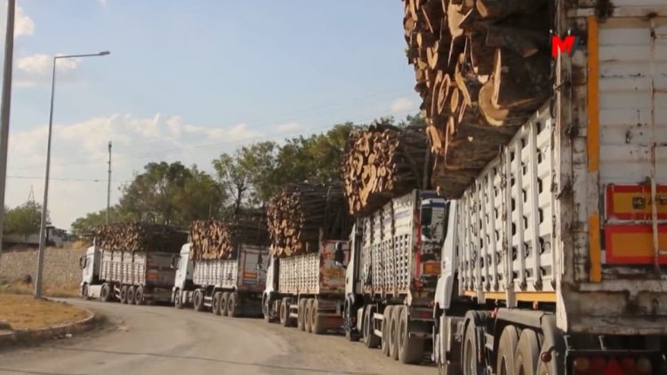 Şırnak Barosu: “Yüzlerce ton asırlık ağaçlar keyfi bir şekilde yok ediliyor”